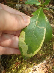 Corythoxestis zorionella