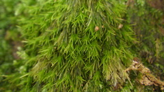 Arthrocormus schimperi