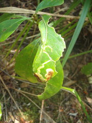 Corythoxestis zorionella