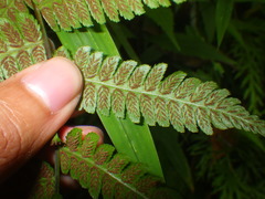 Diplazium polypodioides