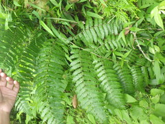 Diplazium polypodioides