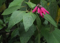 Salvia tortuosa