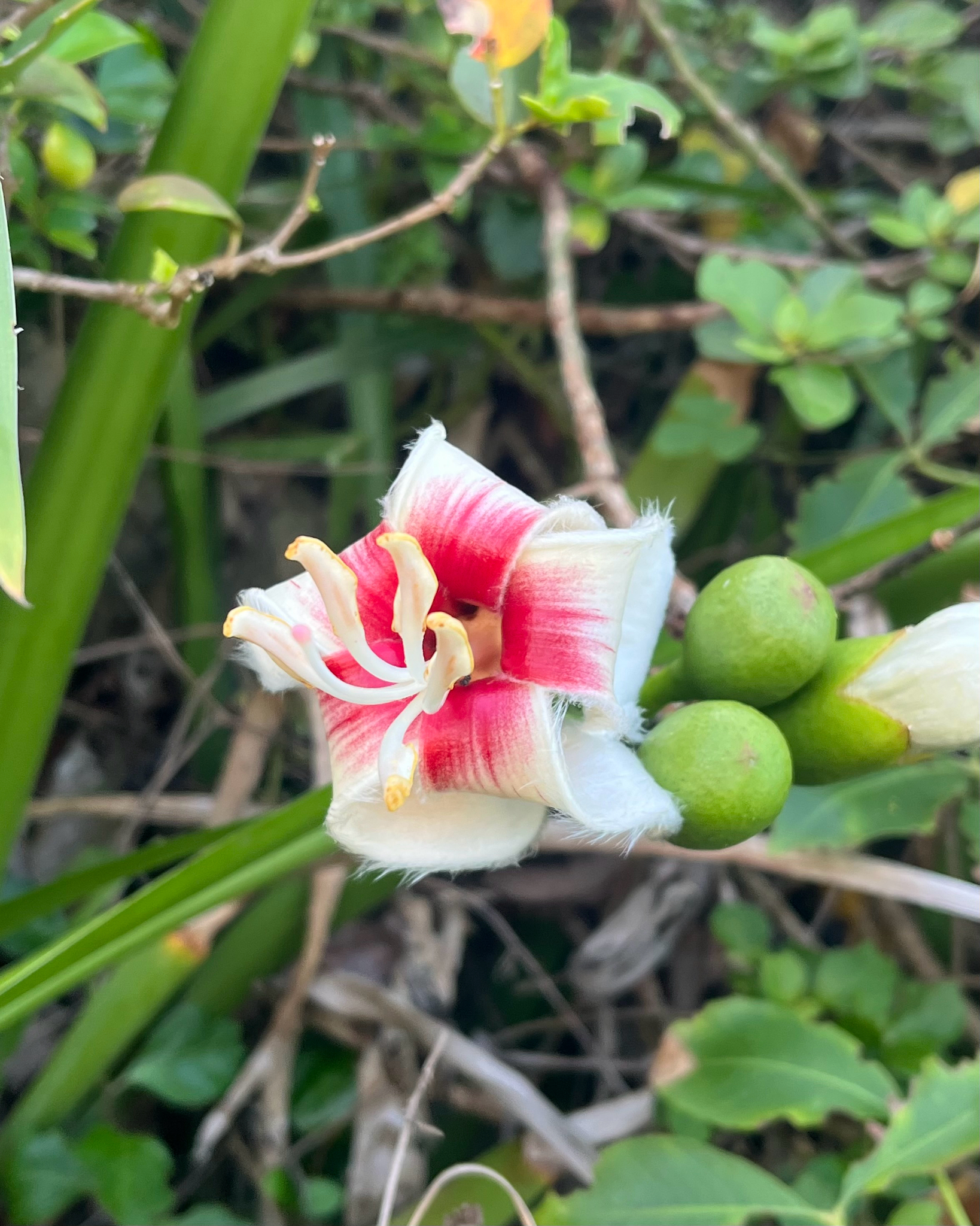 Ceiba erianthos (Cav.) K.Schum.