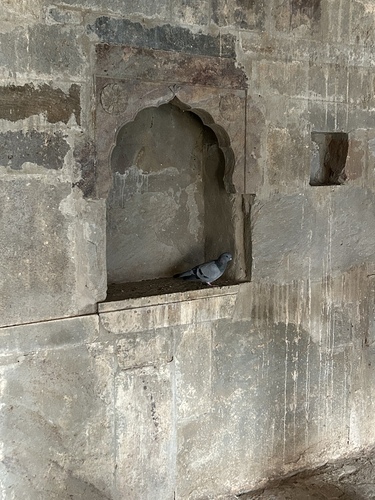 Feral Pigeon