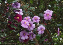 Andesanthus lepidotus