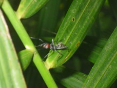 Camponotus singularis