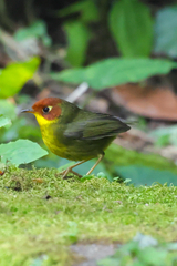 Chestnut-Headed Tesia photo 3