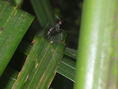 Camponotus singularis