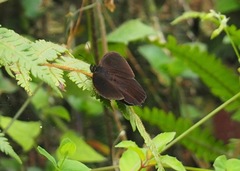 Pedaliodes manis