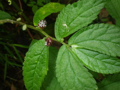 Elatostema