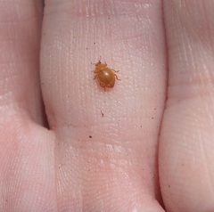Adoxellus flavihirtus
