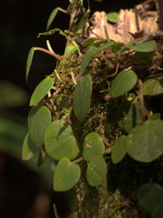 Peperomia serpens