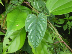 Cissus discolor