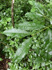 Cassipourea malosana