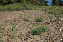 Podistera yukonensis