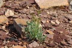 Podistera yukonensis
