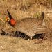 Lesser Prairie-Chicken - Photo (c) J. N. Stuart, some rights reserved (CC BY-NC-ND)