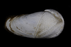 Martesiinae