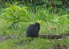 Dasyprocta fuliginosa