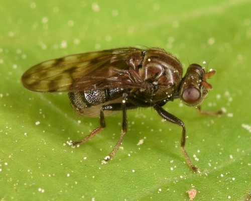 Gastrops nebulosus