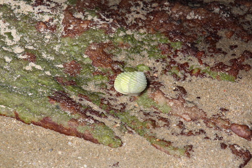 Nerita plicata