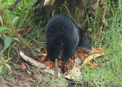 Dasyprocta fuliginosa