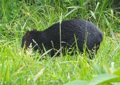 Dasyprocta fuliginosa