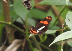 Heliconius telesiphe sotericus