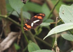 Heliconius telesiphe sotericus