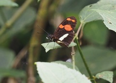 Heliconius telesiphe sotericus