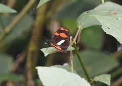 Heliconius telesiphe sotericus