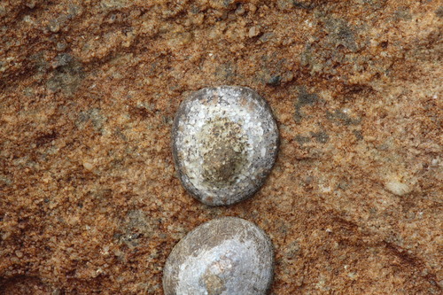 Cellana capensis