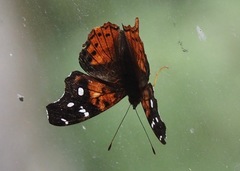 Hypanartia kefersteini
