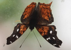 Hypanartia kefersteini