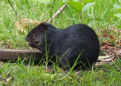 Dasyprocta fuliginosa