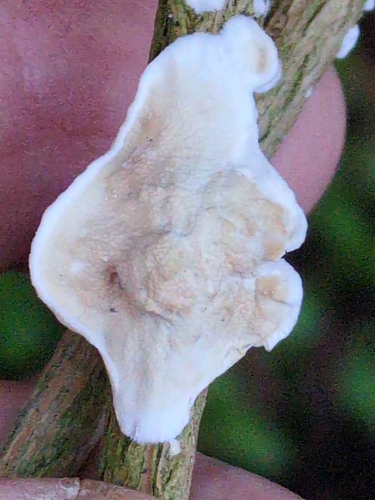 Byssomerulius corium · January 2026 · photo: © guywallbanks (iNaturalist, cc-by)