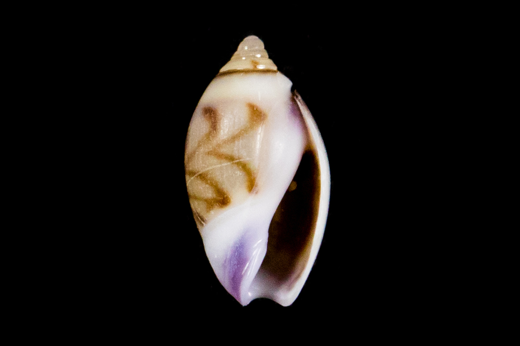 Dwarf Olive Snails