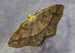 Periclina syctaria