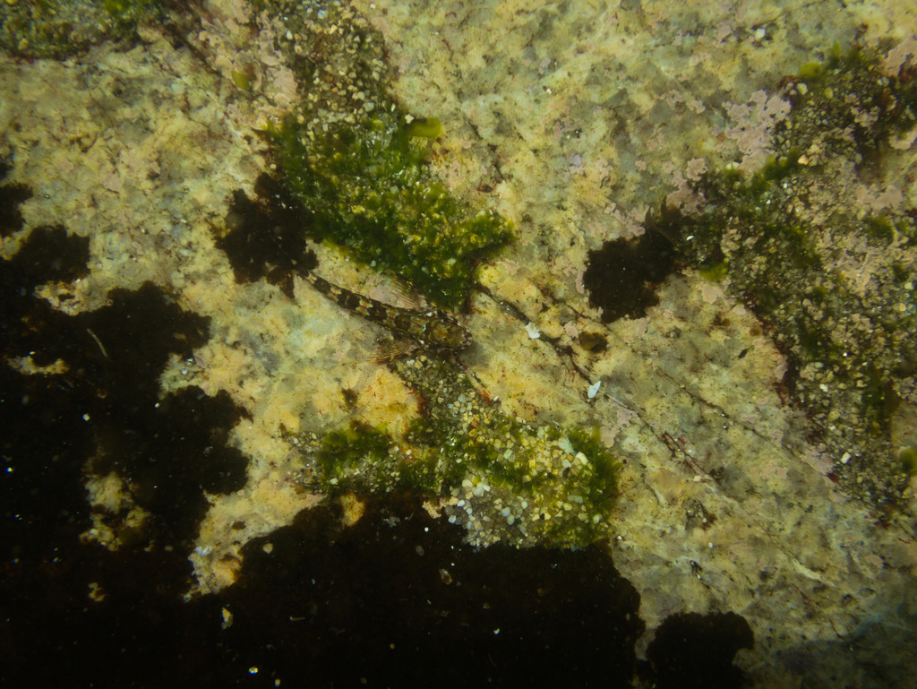 Chilean triplefin (Helcogrammoides chilensis) — Tripterygiidae