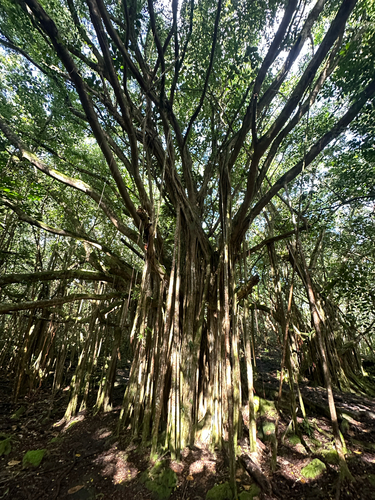 Ficus microcarpa observed 2025-12-22