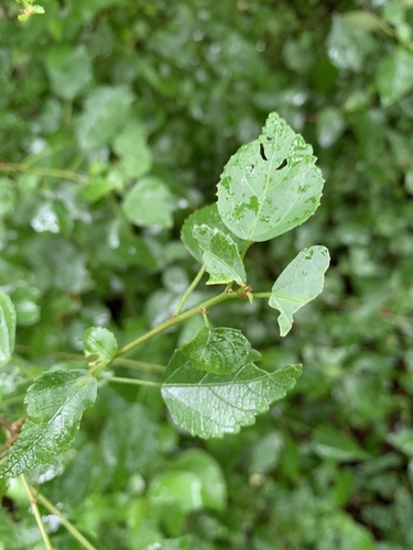 Acalypha glabrata f. pilosior image