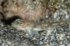 Venezuelan Goby photo 4