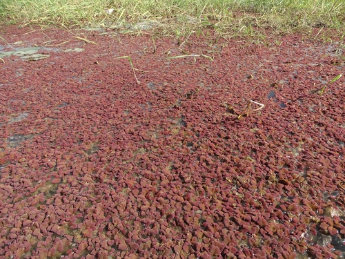 Azolla pinnata image