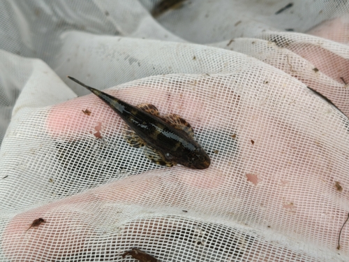 Smiths bergbeekloach (Homalopteroides smithi) — Balitoridae — 3