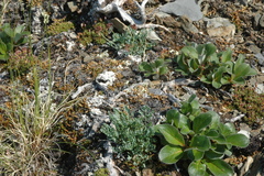 Podistera yukonensis