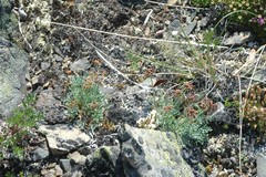 Podistera yukonensis