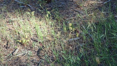 Poa bulbosa