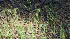 Poa bulbosa