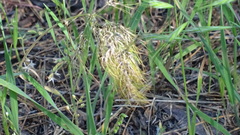 Poa bulbosa