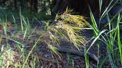 Poa bulbosa